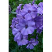 Флокс Phlox Blauer Morgen